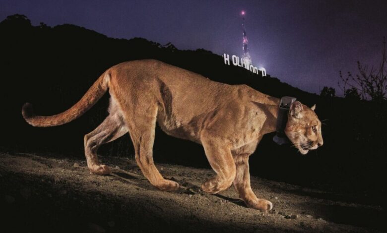 Photojournalist Steve Winter on his iconic Hollywood puma image, the illegal tiger trade and having a black panther knock on his door
