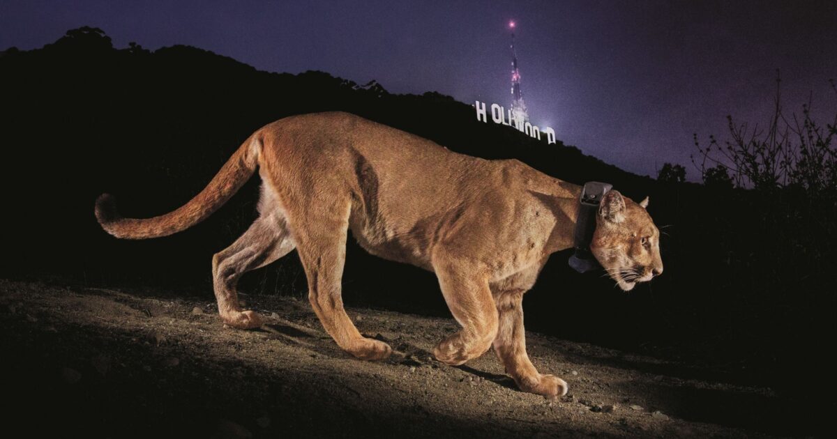 Photojournalist Steve Winter on his iconic Hollywood puma image, the illegal tiger trade and having a black panther knock on his door
