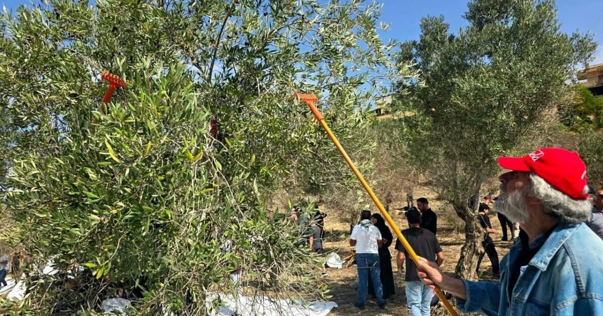 المناضل جورج عبدالله يشارك في مبادرة قطاف الزيتون في جبشيت تحت شعار «أرض واحدة، وشعب واحد» - صورة مميزة المناضل جورج عبدالله يشارك في مبادرة قطاف الزيتون في جبشيت تحت شعار «أرض واحدة، وشعب واحد»