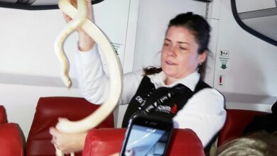 اليابان.. تأجيل رحلة جوية بسبب ثعبان على متنها