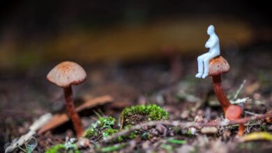 عاجل | ‘It sounds so impossible’: Student studying fungus that makes users hallucinate tiny people may be on the verge of a scientific breakthrough