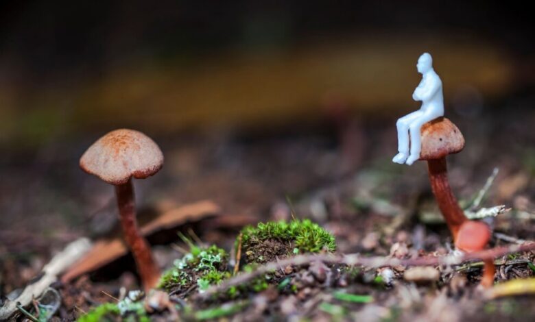 عاجل | ‘It sounds so impossible’: Student studying fungus that makes users hallucinate tiny people may be on the verge of a scientific breakthrough