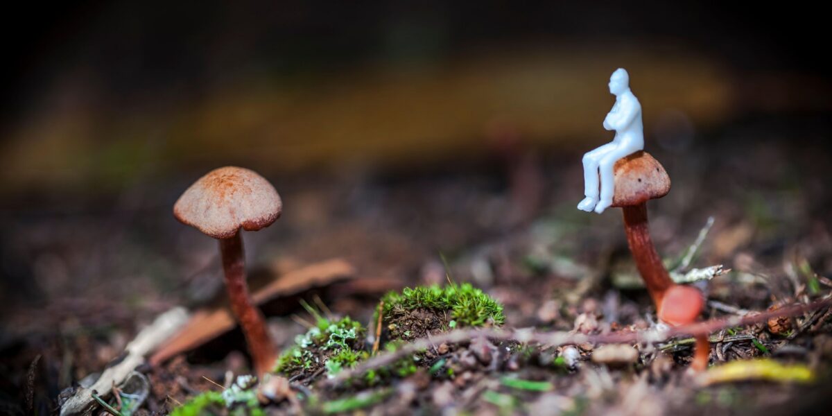 عاجل | ‘It sounds so impossible’: Student studying fungus that makes users hallucinate tiny people may be on the verge of a scientific breakthrough