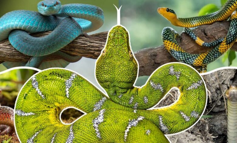 عاجل | ‘More than 100 million years of evolution’: How snakes evolved and lost their legs