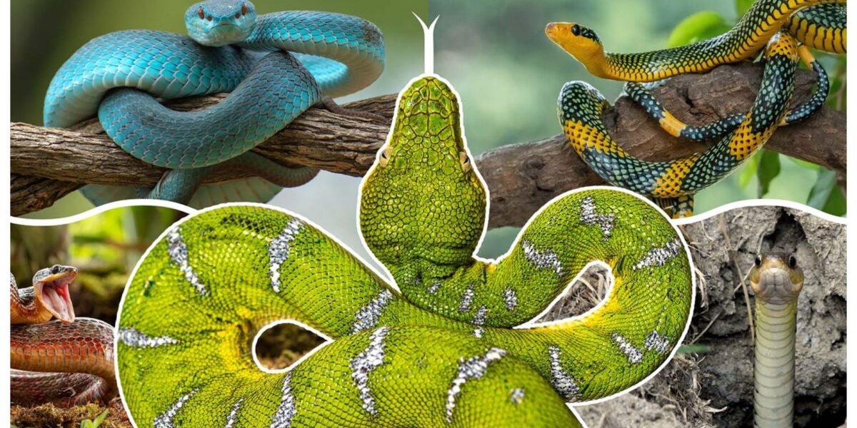 عاجل | ‘More than 100 million years of evolution’: How snakes evolved and lost their legs - صورة مميزة عاجل | ‘More than 100 million years of evolution’: How snakes evolved and lost their legs