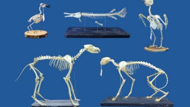 عاجل | ‘We were genuinely surprised’: ‘Superworms’ can clean extremely delicate skeletons lickety-split, and that’s a game changer for museums