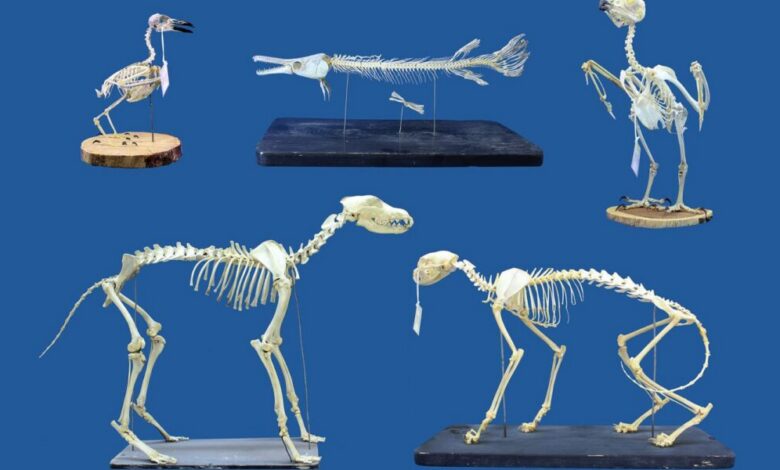 عاجل | ‘We were genuinely surprised’: ‘Superworms’ can clean extremely delicate skeletons lickety-split, and that’s a game changer for museums