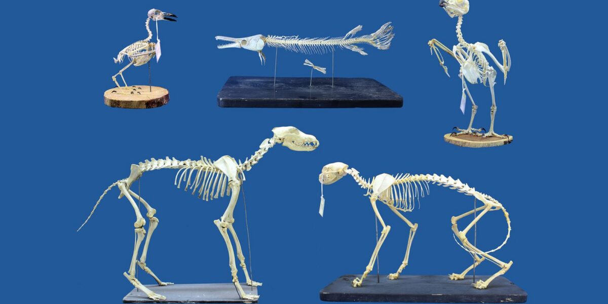 عاجل | ‘We were genuinely surprised’: ‘Superworms’ can clean extremely delicate skeletons lickety-split, and that’s a game changer for museums