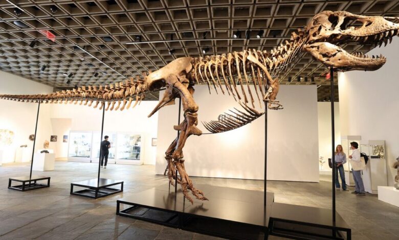 عاجل | “دخل ديناصور آخر إلى سوق المقتنيات الفاخرة”: بيع Gus the T. rex للتو مقابل 50 مليون دولار. وإليك ما تعنيه خسارته للعلم.