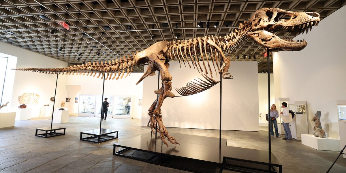 عاجل | “دخل ديناصور آخر إلى سوق المقتنيات الفاخرة”: بيع Gus the T. rex للتو مقابل 50 مليون دولار. وإليك ما تعنيه خسارته للعلم.