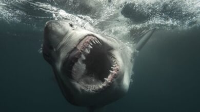 عاجل | How to watch ‘Shark Week’ 2026 — schedule, dates & episodes