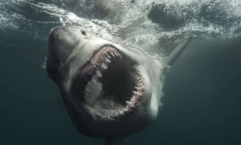 عاجل | How to watch ‘Shark Week’ 2026 — schedule, dates & episodes