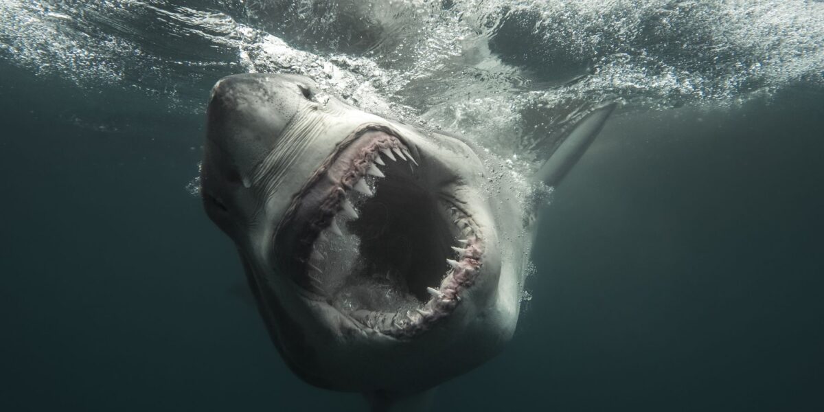 عاجل | How to watch ‘Shark Week’ 2026 — schedule, dates & episodes - صورة مميزة عاجل | How to watch ‘Shark Week’ 2026 — schedule, dates & episodes