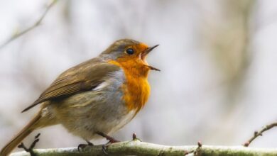 عاجل | Songbirds are in crisis as trappers and smugglers force them into lucrative bird-singing competitions
