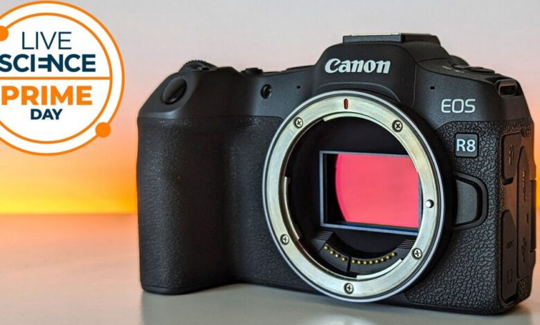 عاجل | الفرصة الأخيرة! لا تزال كاميرا Canon EOS R8 هي الأرخص في Walmart — في الوقت المناسب تمامًا لأشجار البرشاويات والحياة البرية في أواخر الصيف