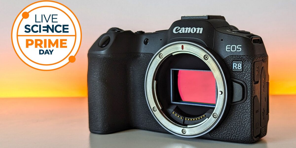 عاجل | الفرصة الأخيرة! لا تزال كاميرا Canon EOS R8 هي الأرخص في Walmart — في الوقت المناسب تمامًا لأشجار البرشاويات والحياة البرية في أواخر الصيف - صورة مميزة عاجل | الفرصة الأخيرة! لا تزال كاميرا Canon EOS R8 هي الأرخص في Walmart — في الوقت المناسب تمامًا لأشجار البرشاويات والحياة البرية في أواخر الصيف