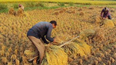 عاجل | تفسير رؤيا الحصاد في المنام