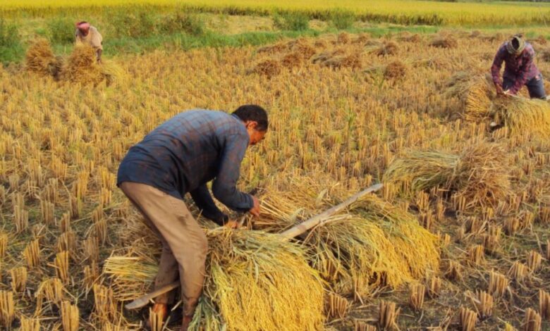 عاجل | تفسير رؤيا الحصاد في المنام