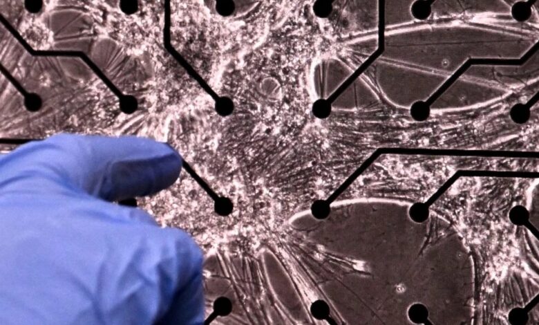 عاجل | خلايا دماغ بشرية تنمو على شريحة تصل إلى مستوى لعب “الموت”