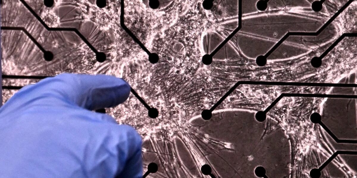 عاجل | خلايا دماغ بشرية تنمو على شريحة تصل إلى مستوى لعب “الموت”