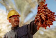 في يوم النخيل العربي.. النخلة ركيزة أساسية في مجالات التصنيع المتطور والهندسة المستدامة