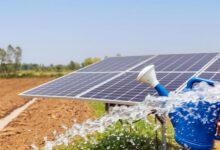 قام مهندسو البيئة بتغطية القرنبيط بألواح شمسية شفافة
