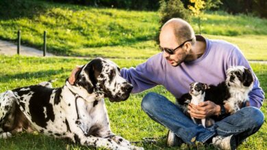 قد نعرف أخيراً لماذا تموت الكلاب الكبيرة في سن أصغر من الكلاب الصغيرة