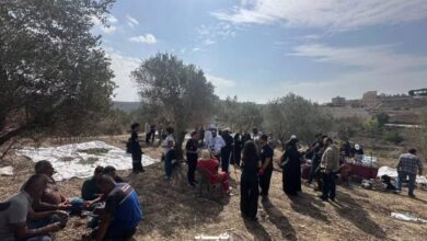 من الشمال إلى الجنوب.. متطوعون يساندون مزارعي الزيتون في جبشيت