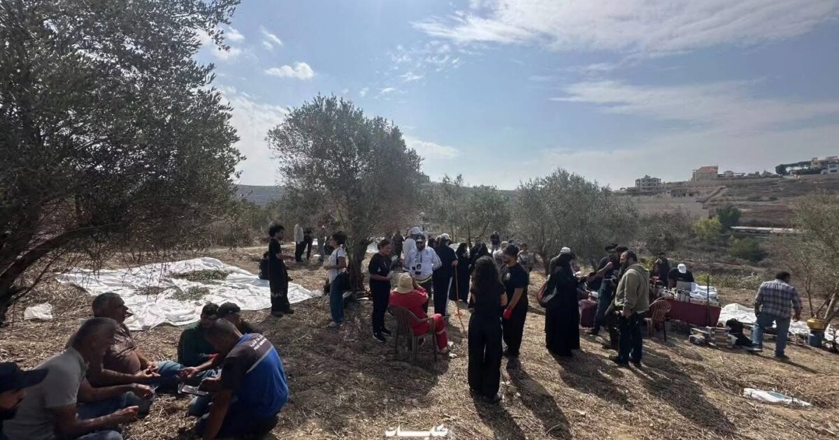 من الشمال إلى الجنوب.. متطوعون يساندون مزارعي الزيتون في جبشيت